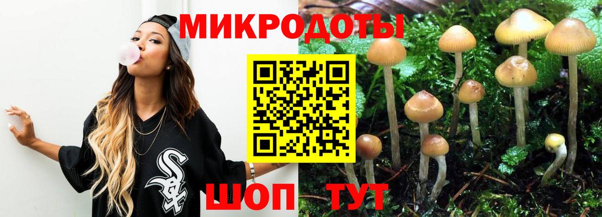 Псилоцибиновые грибы Cubensis Курчатов